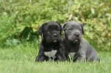 CANE CORSO 1272